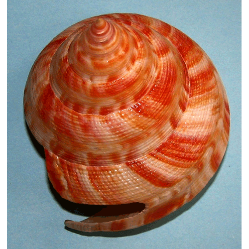 Семейство Pleurotomarioidea  фото