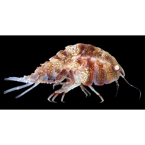 Семейство Pleustidae фото