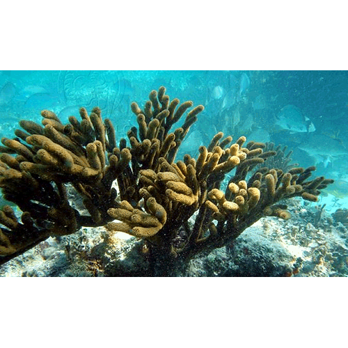 Семейство Plexauridae  фото
