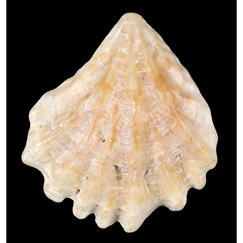 Семейство Plicatuloidea  фото