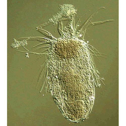Семейство Pliciloricidae  фото