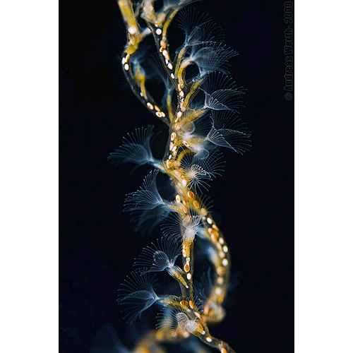 Семейство Plumatellidae фото