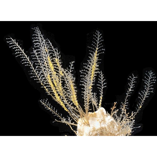Семейство Plumulariidae  фото