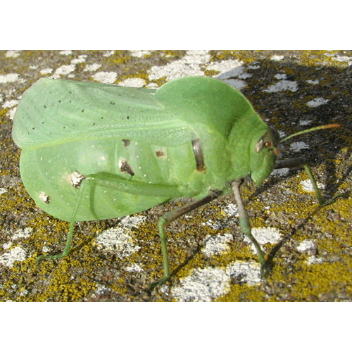 Семейство Pneumoroidea фото