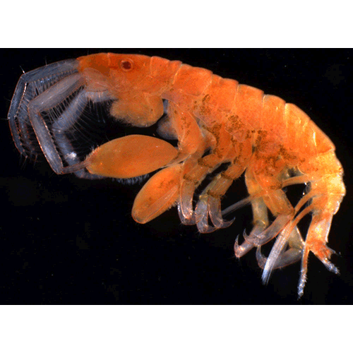 Семейство Podoceridae фото