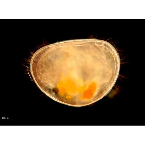 Отряд Podocopida  фото