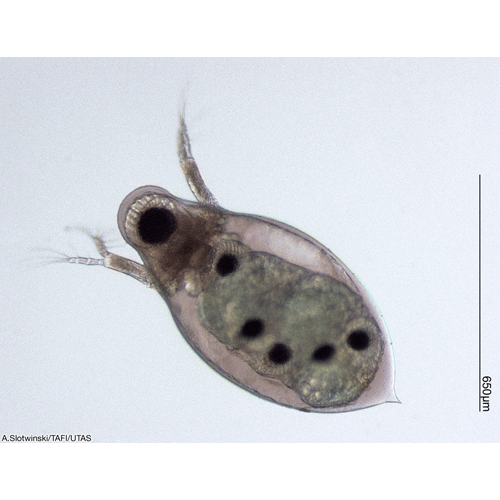 Семейство Podonidae фото