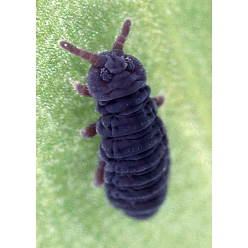 Семейство Poduroidea фото
