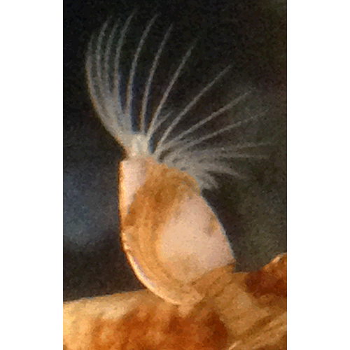 Семейство Poecilasmatidae фото