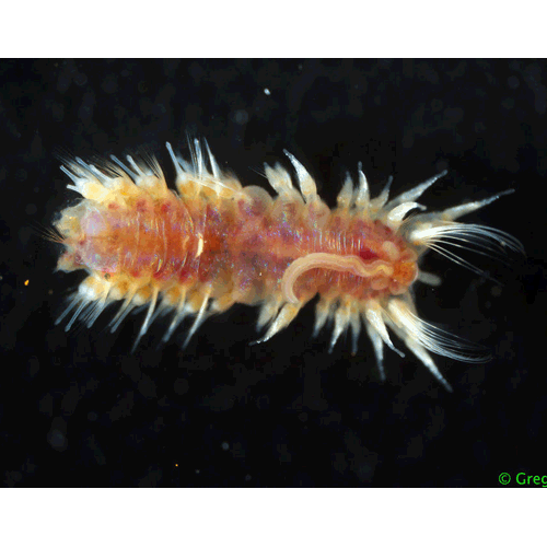 Семейство Poecilochaetidae фото