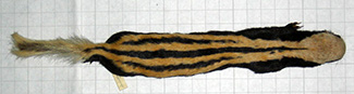 Poecilogale albinucha doggetti