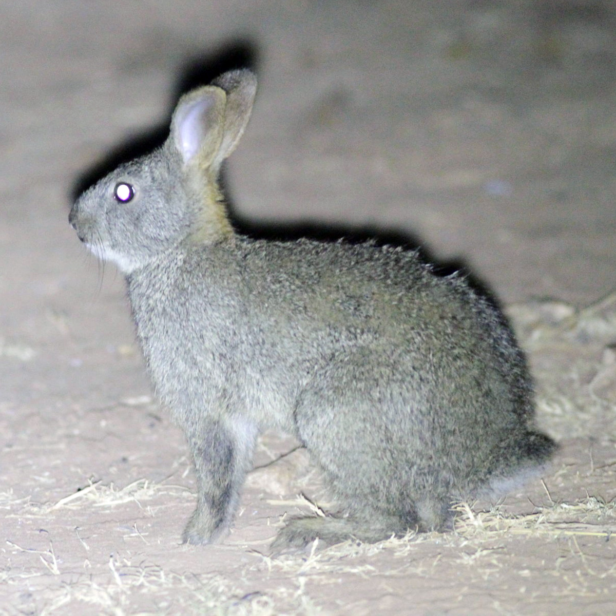Африканский заяц (Poelagus marjorita) Фото №2
