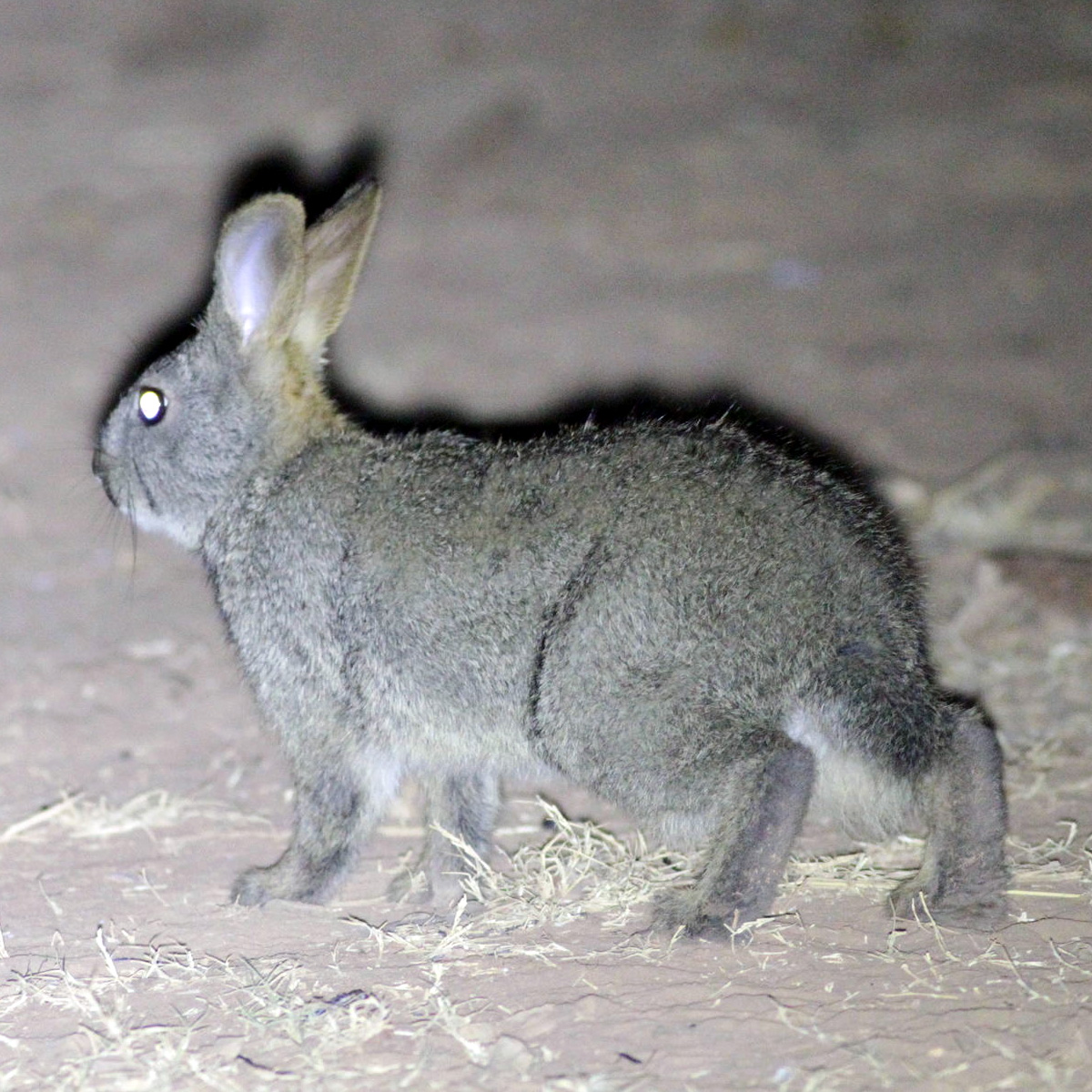Африканский заяц (Poelagus marjorita) Фото №4