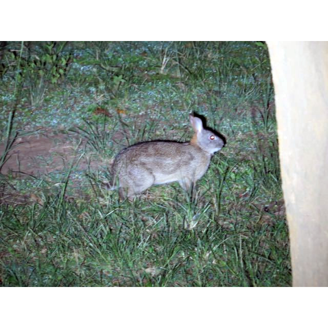 Африканский заяц (Poelagus marjorita) Фото №5