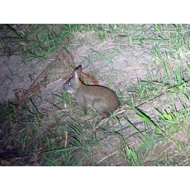 Африканский заяц (Poelagus marjorita) Фото №6