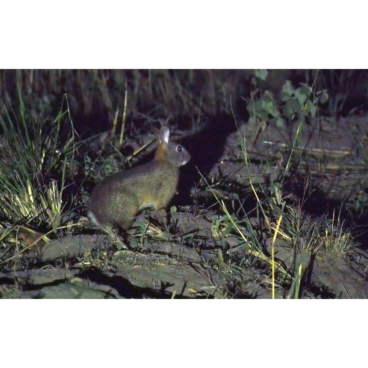 Африканский заяц (Poelagus marjorita) Фото №7