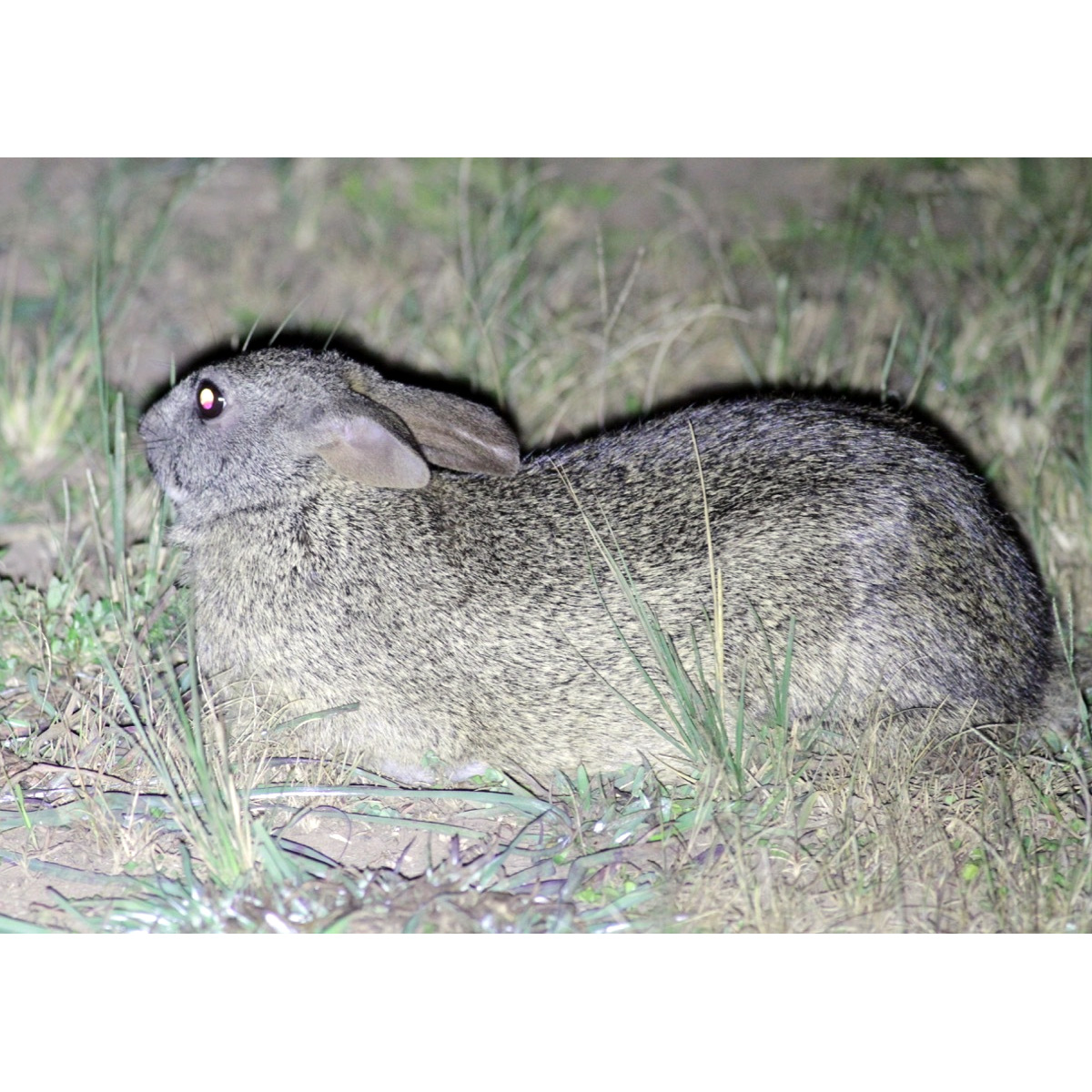 Африканский заяц (Poelagus marjorita) Фото №8