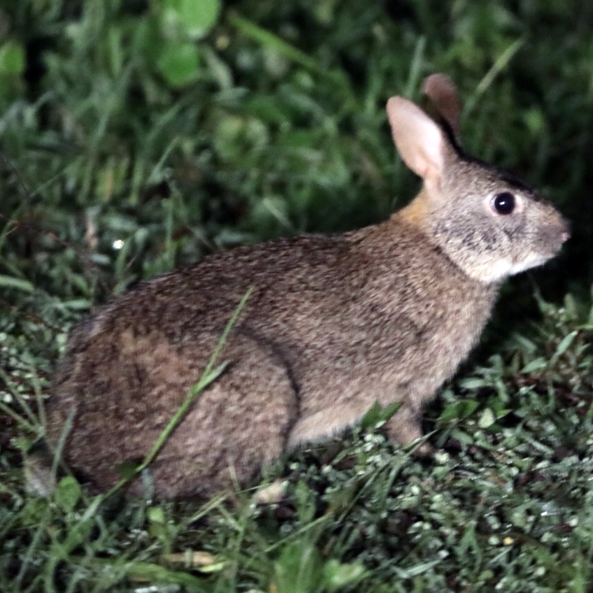 Африканский заяц (Poelagus marjorita) Фото №1
