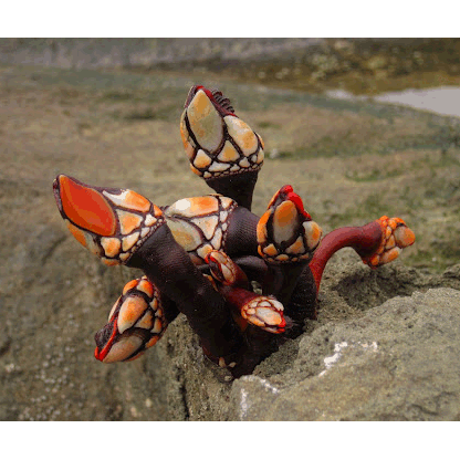 Семейство Pollicipedidae фото