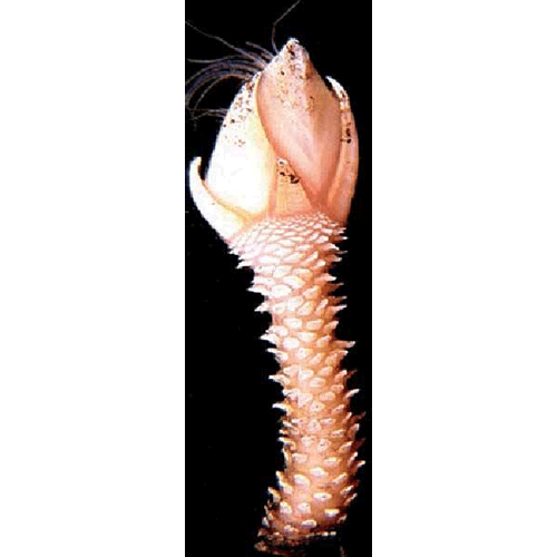 Семейство Pollicipidae фото