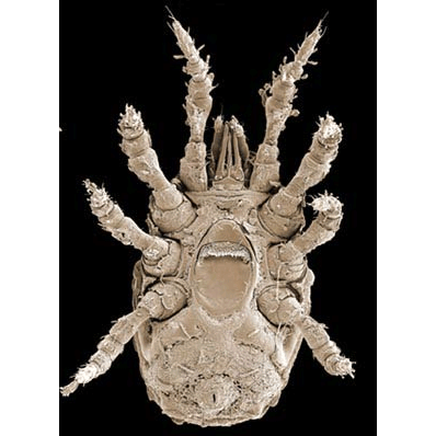 Семейство Polyaspidae фото