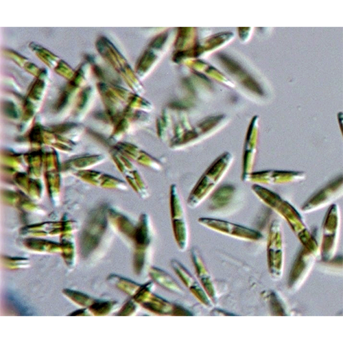 Семейство Polyblepharidaceae фото