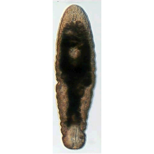 Семейство Polycanthiidae  фото