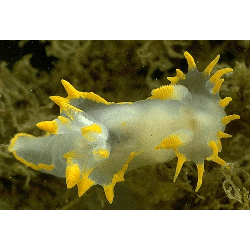 Семейство Polyceroidea  фото