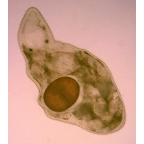 Семейство Polycystididae  фото