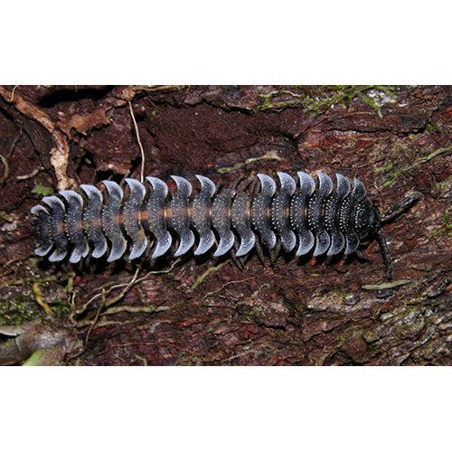 Семейство Polydesmidae фото