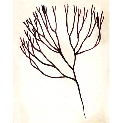 Семейство Polyideaceae фото