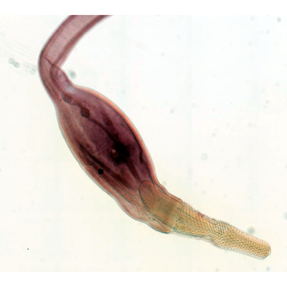 Отряд Polymorphida фото