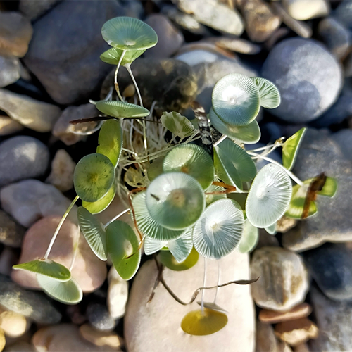 Семейство Polyphysaceae фото