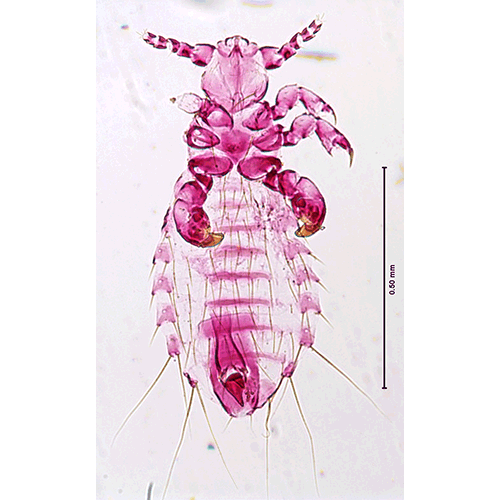 Семейство Polyplacidae фото