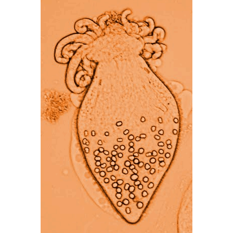 Семейство Polypocephalidae  фото