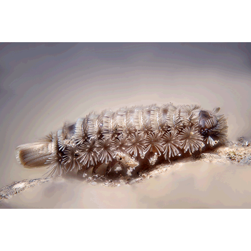 Семейство Polyxenidae фото