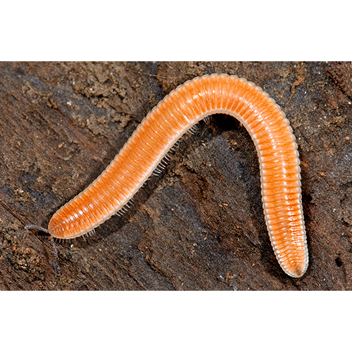 Семейство Polyzoniidae фото