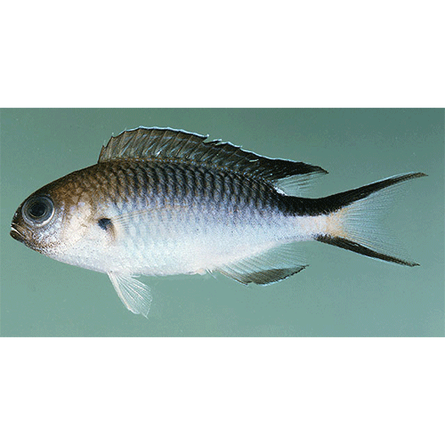 Род Pomachromis фото