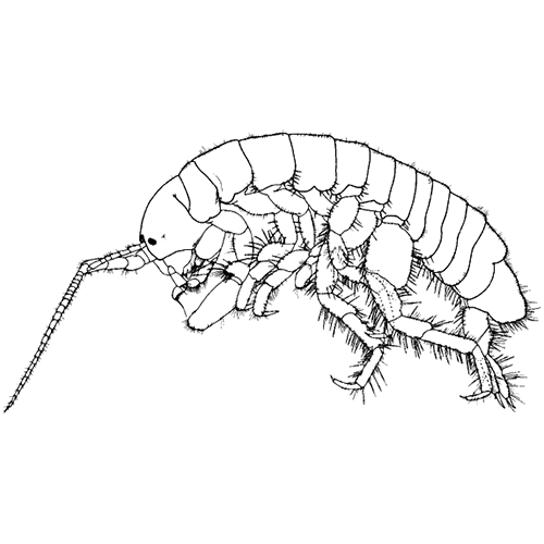 Семейство Ponderellidae фото