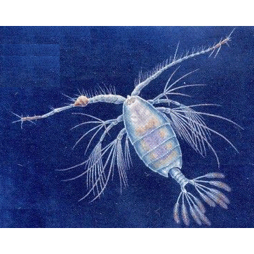 Семейство Pontellidae фото