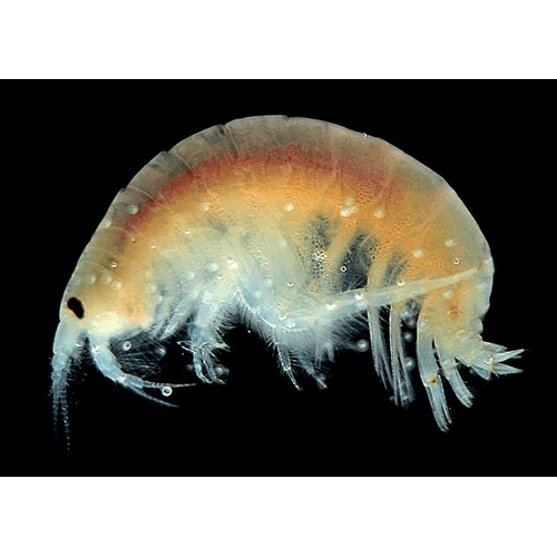 Семейство Pontoporeiidae фото