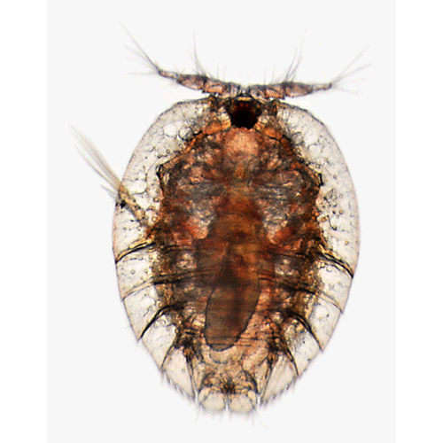 Семейство Porcellidiidae фото