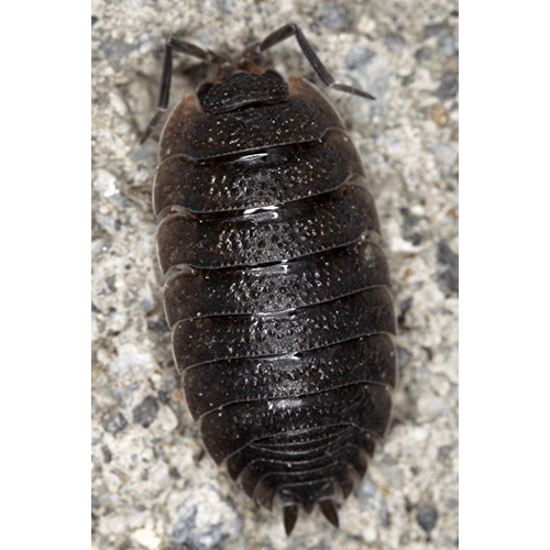 Семейство Porcellionidae фото