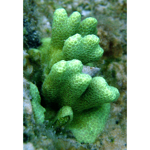Семейство Poritidae  фото