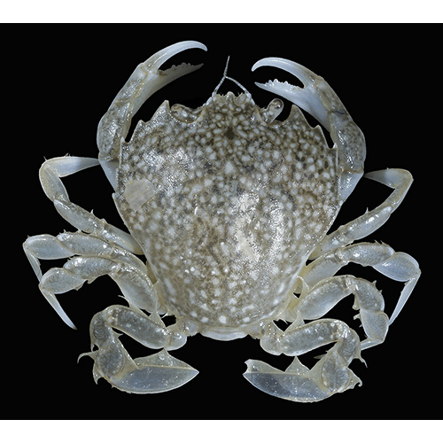 Семейство Portunoidea фото