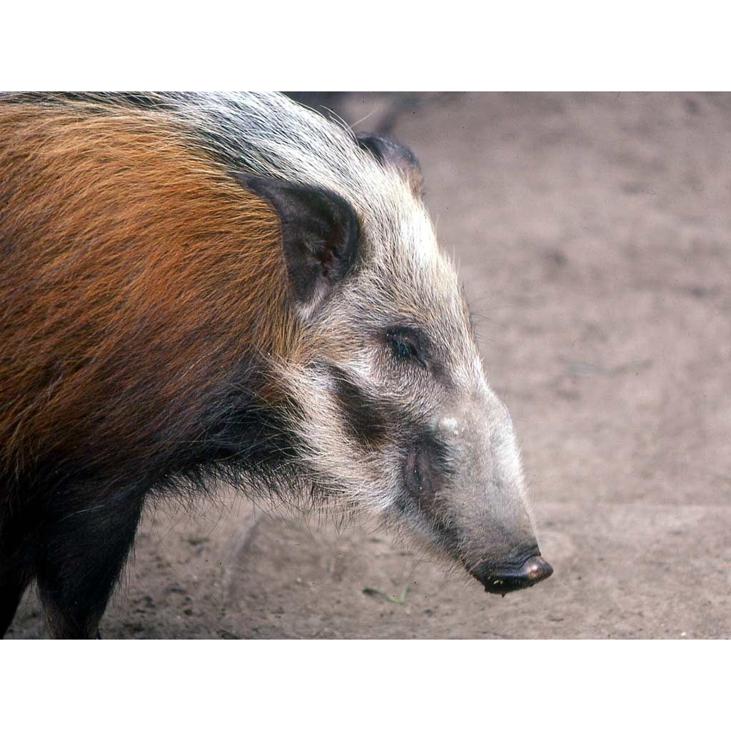 Potamochoerus larvatus Фото №10