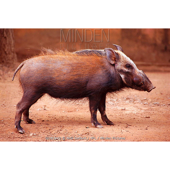 Potamochoerus larvatus Фото №2