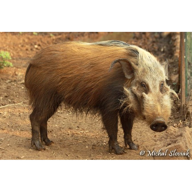 Potamochoerus larvatus Фото №3
