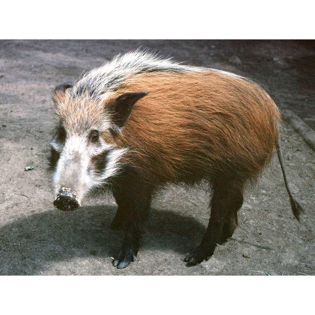 Potamochoerus larvatus Фото №4