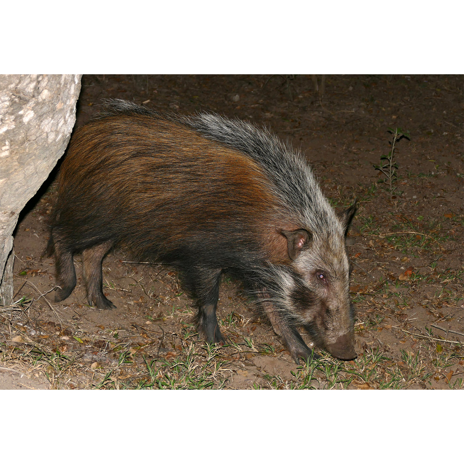 Potamochoerus larvatus Фото №5